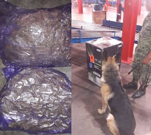 Aseguran 12 kilos de marihuana en aeropuerto 