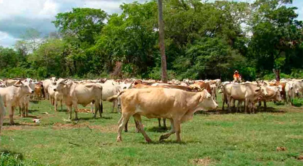 Impune el robo de ganado en Huasteca y Altiplano