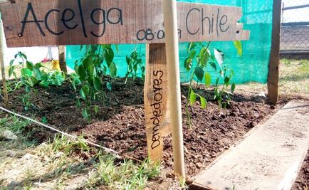 UASLP realizará taller bimodal para crear huertos urbanos