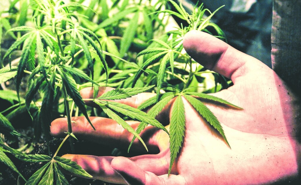 Prevé AMLO consulta para legalización de drogas