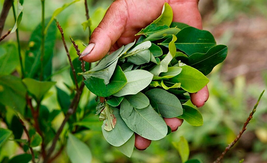 Cultivos de cocaína en Colombia disminuyen por primera vez desde 2012