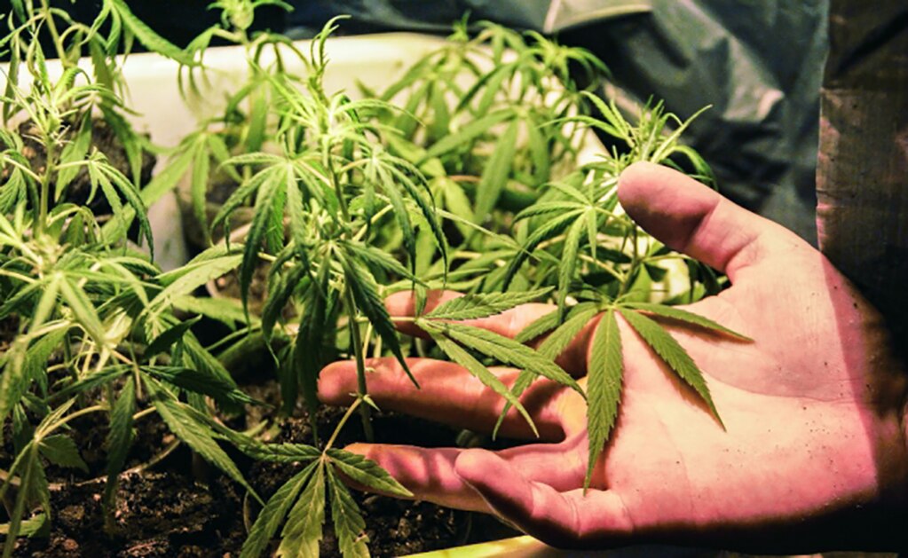 López Obrador no descarta despenalizar drogas