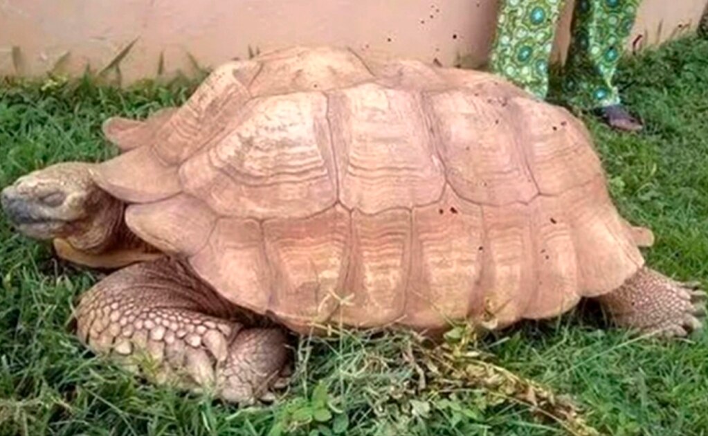 Muere a los 344 años Alagba, la tortuga más vieja de África