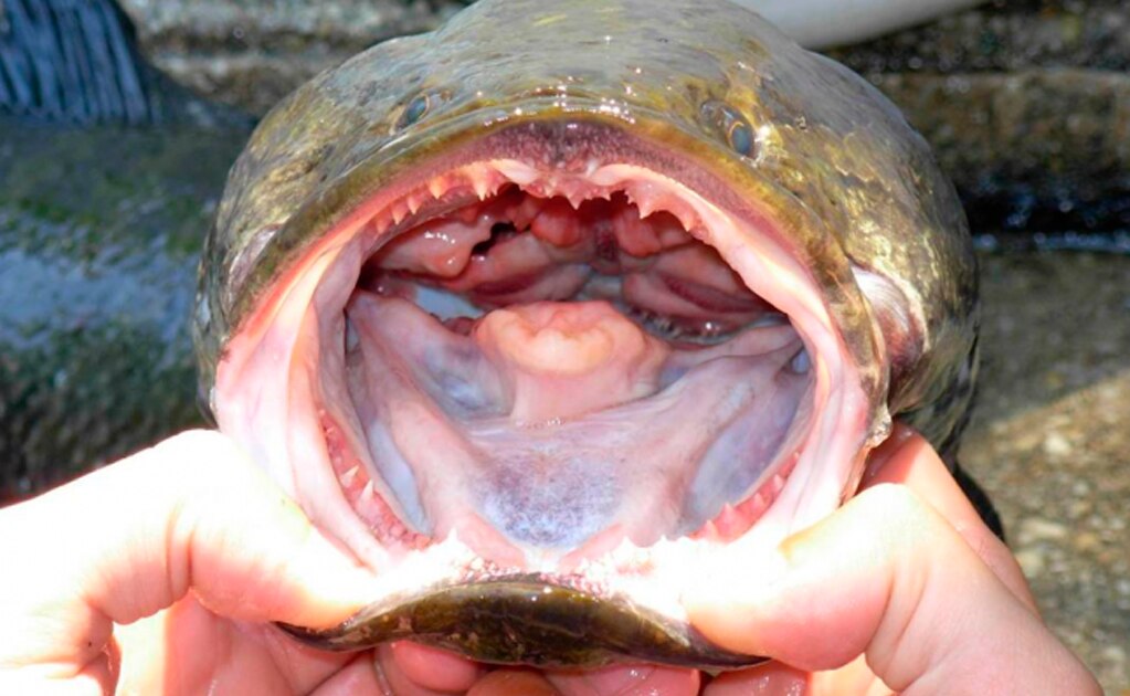 El pez cabeza de serpiente no solo devora peces y crustáceos, sino que puede hacer migraciones cortas por tierra (Foto: USGS)