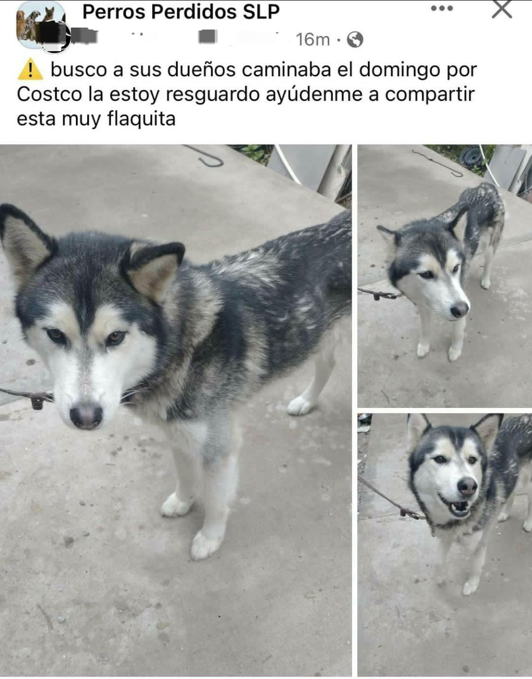 Perrito husky abandonado en SLP. Foto: Redes sociales