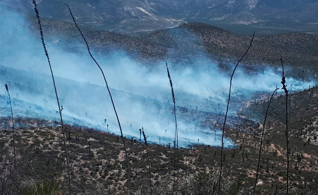 Arden 70 hectáreas en Altiplano potosino