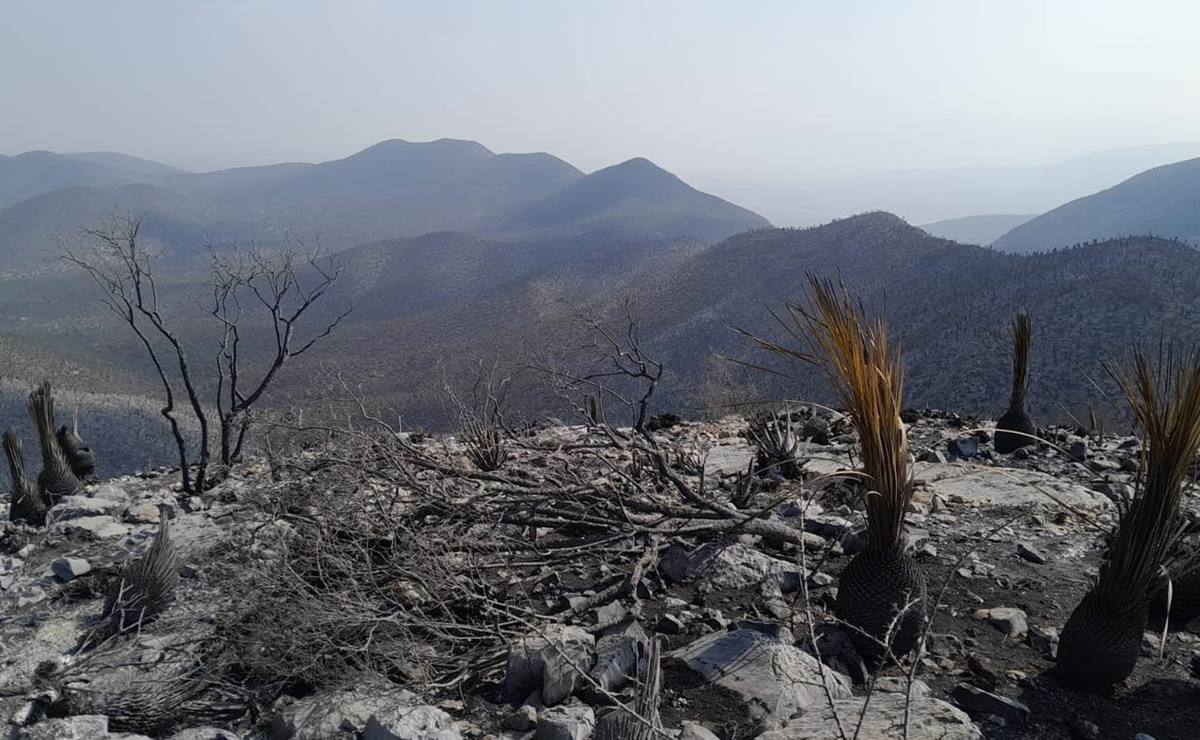 El incendio de Tamasopo ya fue controlado, informó el gobernador de San Luis Potosí. Foto: Coordinación Estatal de Protección Civil