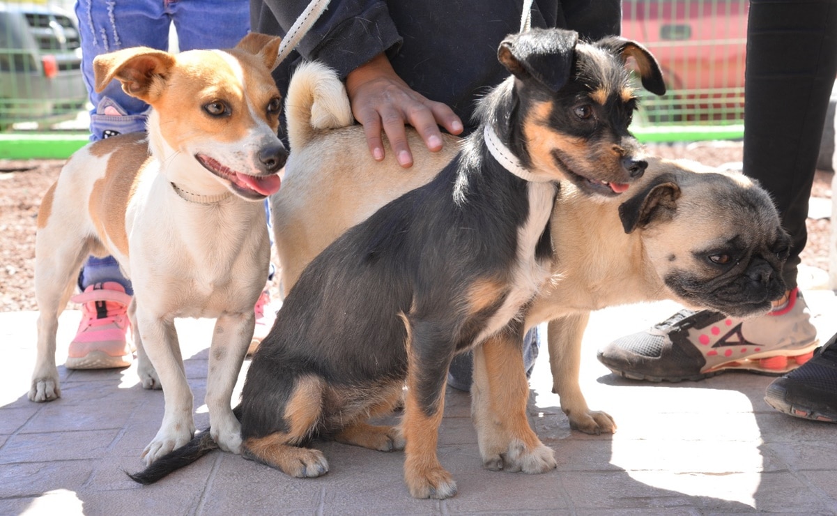 Soledad tendrá un nuevo refugio de mascotas; te decimos dónde se encontrará