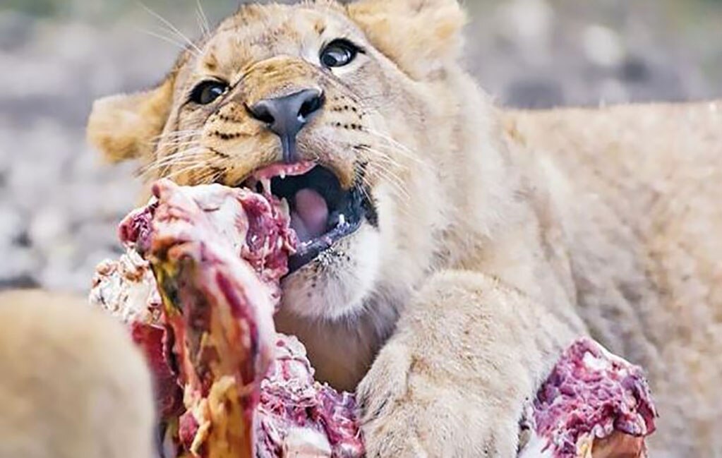 Cazadores son devorados por manada de leones en Sudáfrica