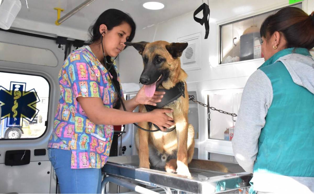 Anuncian jornada gratuita de esterilización canina y felina en Tamazunchale, SLP