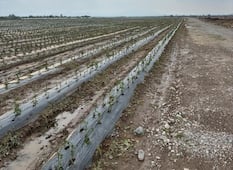 Granizada deja severos daños en cultivos de la delegación Bocas de la capital de SLP 