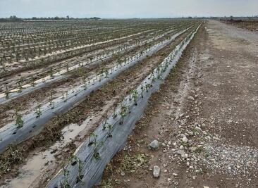 Granizada deja severos daños en cultivos de la delegación Bocas de la capital de SLP 