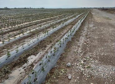 Granizada deja severos daños en cultivos de la delegación Bocas de la capital de SLP 