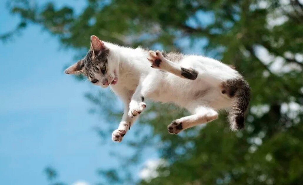 ¿Por qué los gatos siempre caen de pie? Esto responde la física