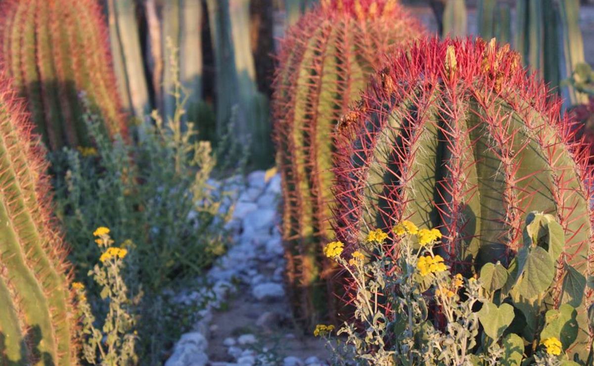Cabuche, la flor del desierto potosino que es un manjar en la Cuaresma 