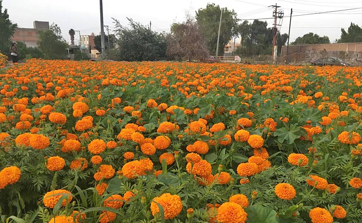 ¿Criolla o híbrida? Productor de cempasúchil aclara polémica sobre qué flor comprar en Día de Muertos