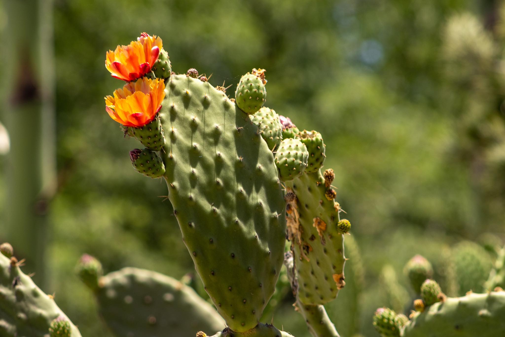 Jardín Botánico. Foto: Eduardo Peredo