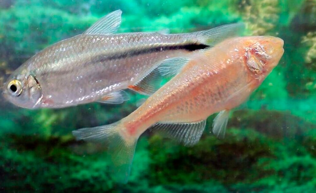 Pez mexicano podría ser la clave para regenerar el corazón humano