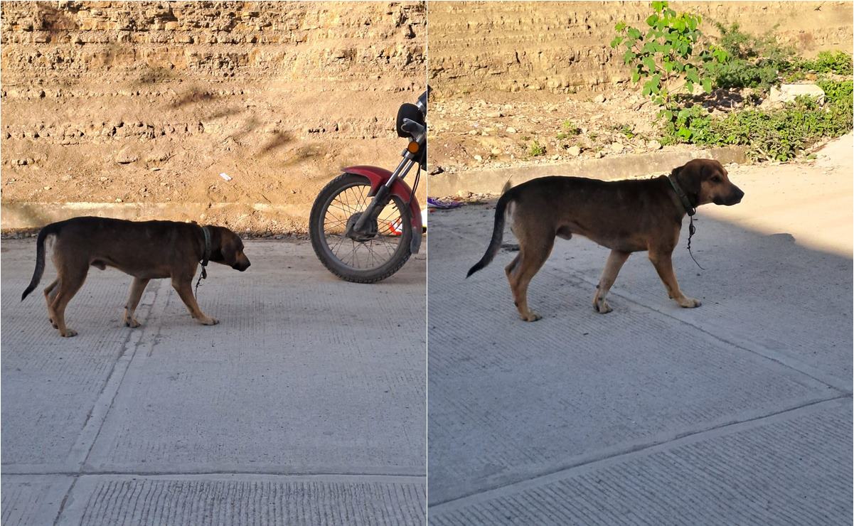 Denuncian casos de maltrato animal en Tamazunchale; piden justicia por perros y un gato. Foto: ECO HUELLAS - TMZ