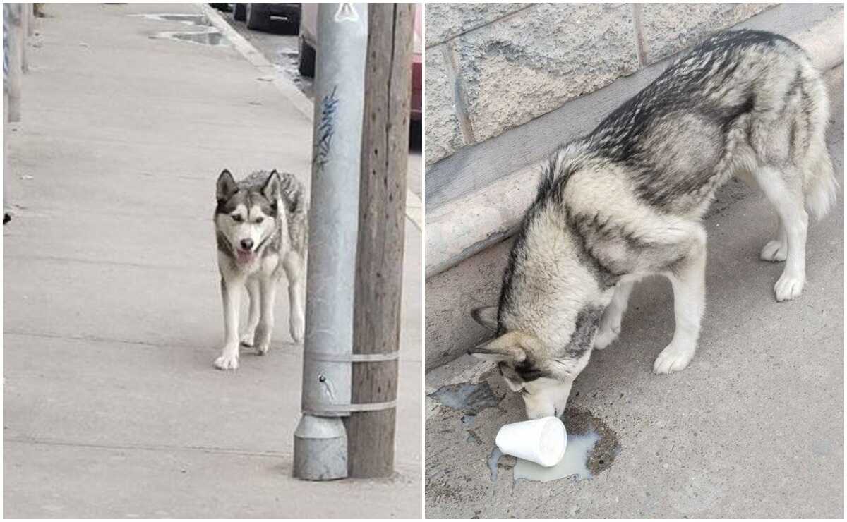 Fiscalía de SLP abre carpeta de investigación por envenenamiento de perritos en la capital