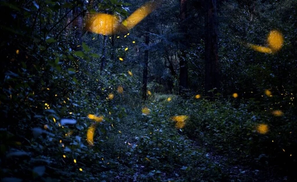 Luciérnagas en el bosque de Santa Clara, en el estado de Tlaxcala. Foto: (EFE)