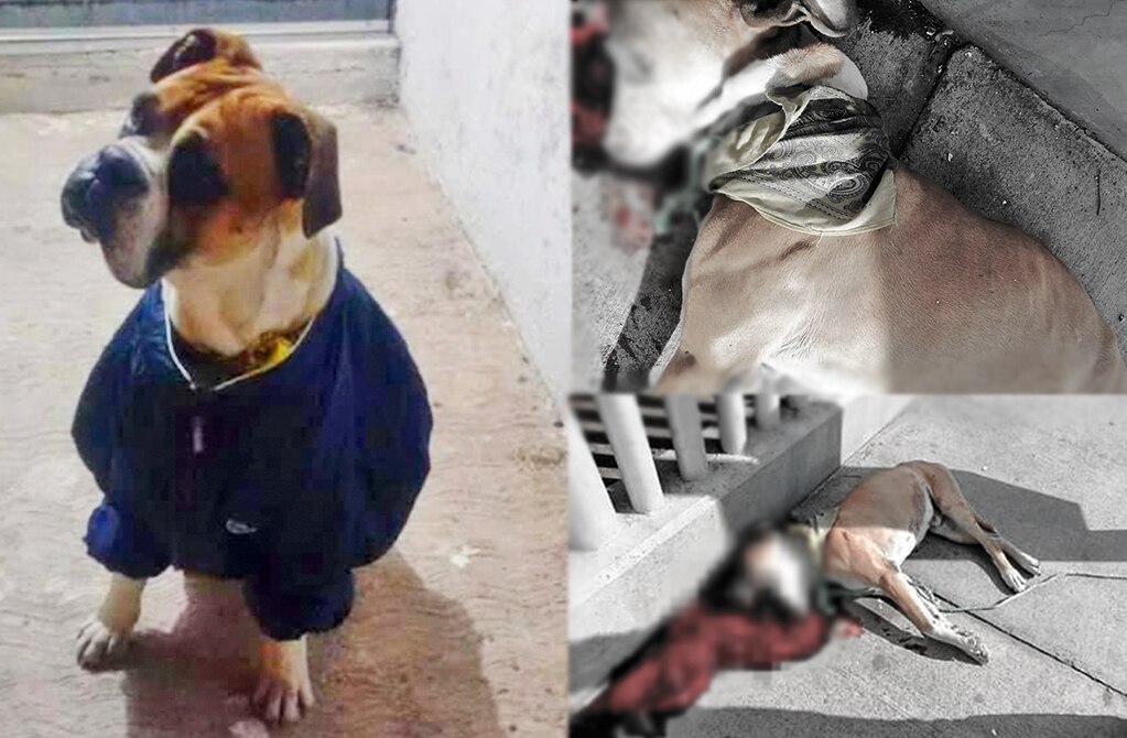 En Change.org piden justicia para “Miguelito”