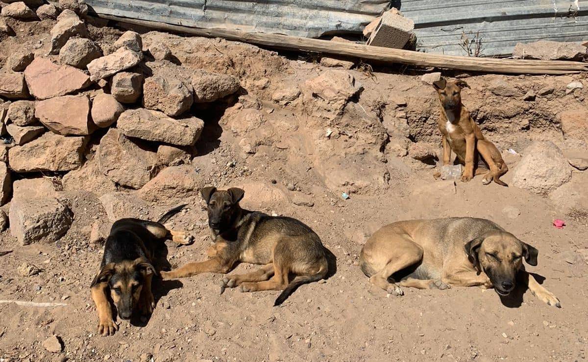 Nuevo envenenamiento de perros, ahora en comunidad El Portezuelo de Cerro de San Pedro, SLP