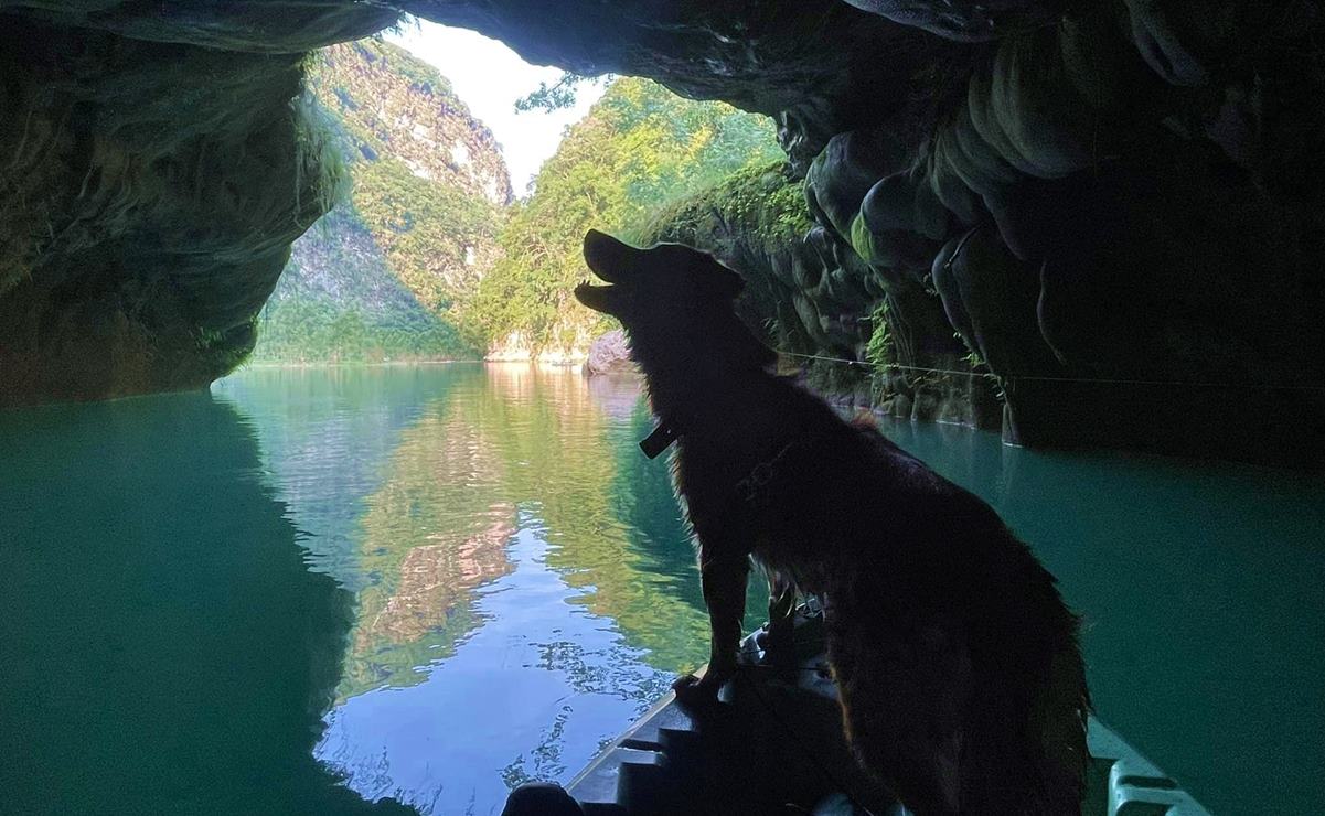 Covidia, la perrita que invita a descubrir la Huasteca potosina  