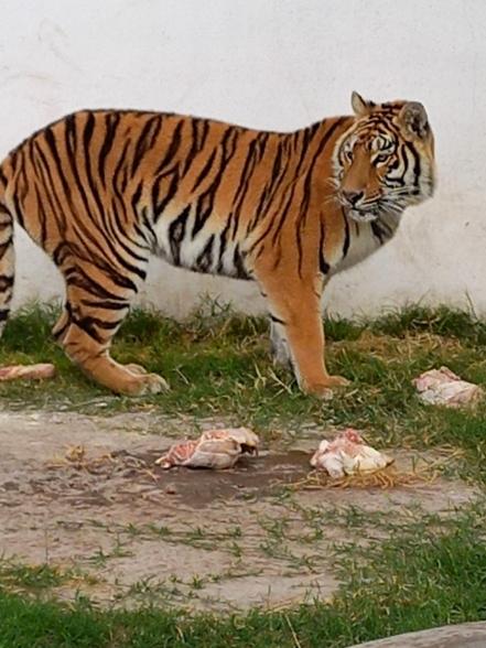 Tigresa es hallada durante cateo a una finca en Rioverde; buscaban a mujeres desaparecidas