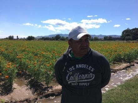 Agricultores de Soledad “dan vida” al Día de Muertos con siembra anual de cempasúchil