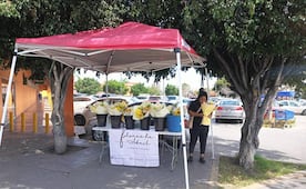 Flores amarillas inundan las redes sociales y llegan a las calles de SLP este 21 de septiembre