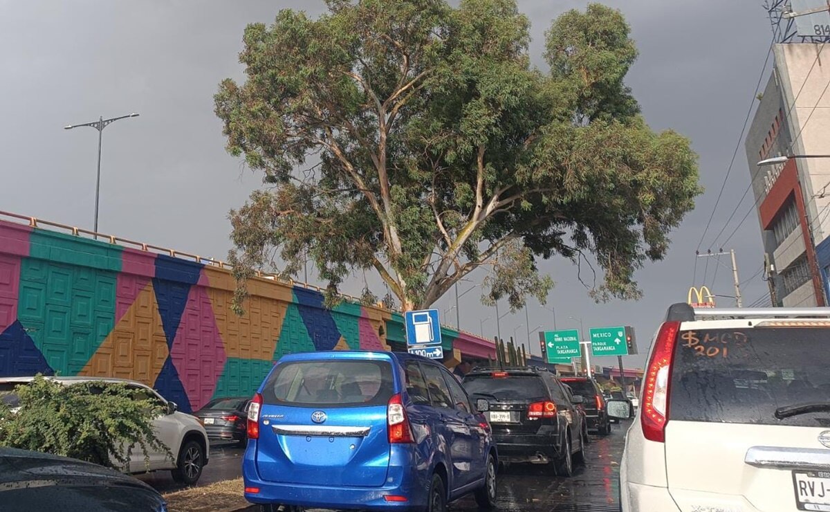 En dos años, 150 árboles urbanos han muerto en la capital de SLP por podas ilegales