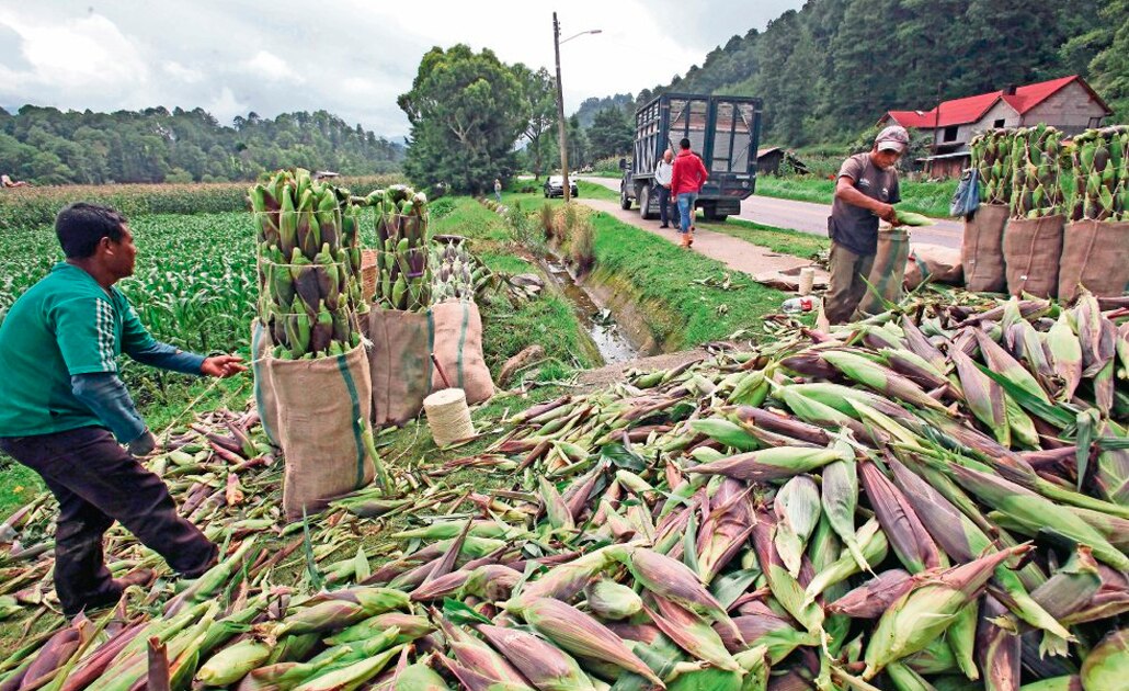 Auditoría halla irregularidades por 159 mdp en plan para agro