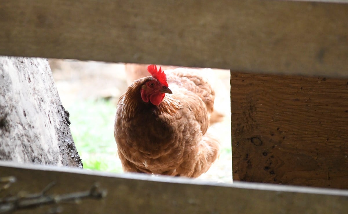 Registran primer caso de gripe aviar H5N1 en México