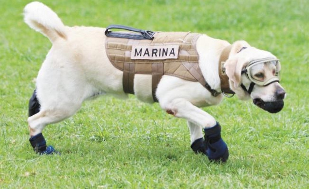 La Marina rescata a Frida de ser registrada ante el IMPI