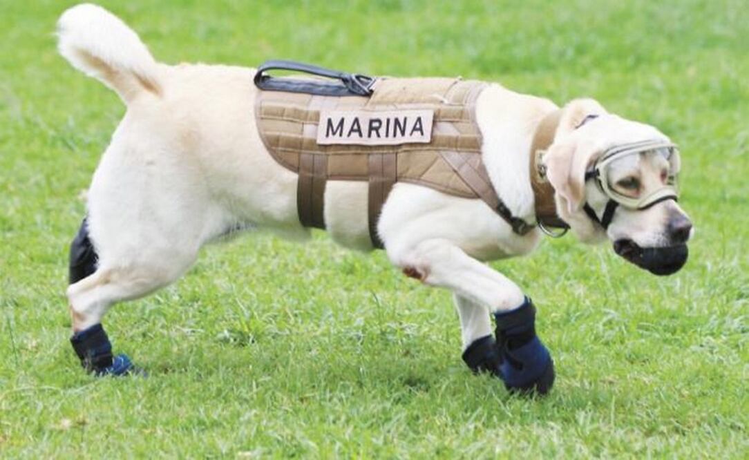 Las características de la perra rescatista Frida: gafas, chaleco y botitas, la hicieron un símbolo tras los terremotos que azotaron a México en septiembre de 2017. Foto: MARIO GUZMÁN. EFE