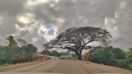 ¡Adiós "orejón"!, por ampliación de carretera derriban memorable árbol de la Huasteca Potosina