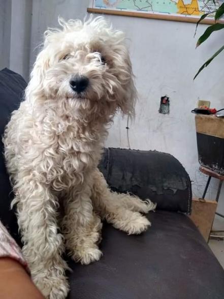 ¡"Ryder" ya está en casa! Localizan al perro de Jonathan