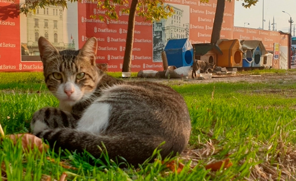 Perros y gatos callejeros: las mascotas colectivas en Estambul