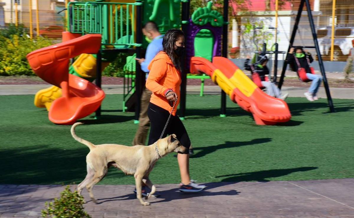 ¿Adoptaste un lomito? Inscríbete al curso gratuito de adiestramiento canino de SLP