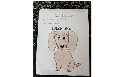 Niño busca a su perrita salchicha con dibujo en Toluca