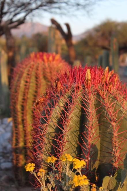 Cabuche, la flor del desierto potosino que es un manjar en la Cuaresma