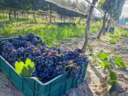 Vinos de San Luis Potosí. Qué viñedos conocer cerca de la capital potosina