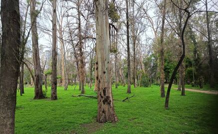 ¡El parque de Morales volverá a la vida! Preparan reforestación masiva en la capital de SLP