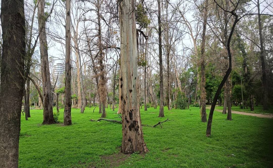 Anuncian reforestación en el parque Morales de SLP. Foto: Archivo