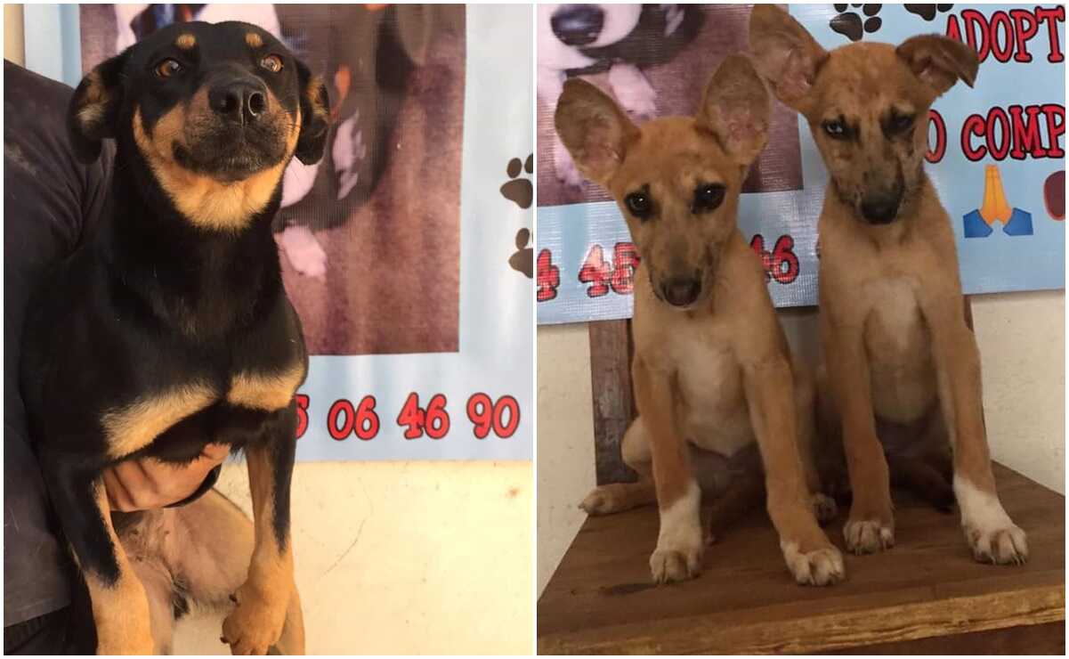 ¡Dale un hogar a un peludito que lo necesita! Se acerca segundo Festival de Adopción Canina y Felina en SLP Fotos: Casa Hogar Tapón