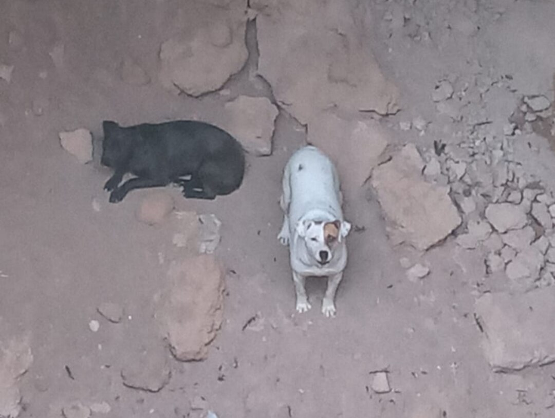 Con ayuda de los bomberos rescatan a dos perros de un pozo en Soledad