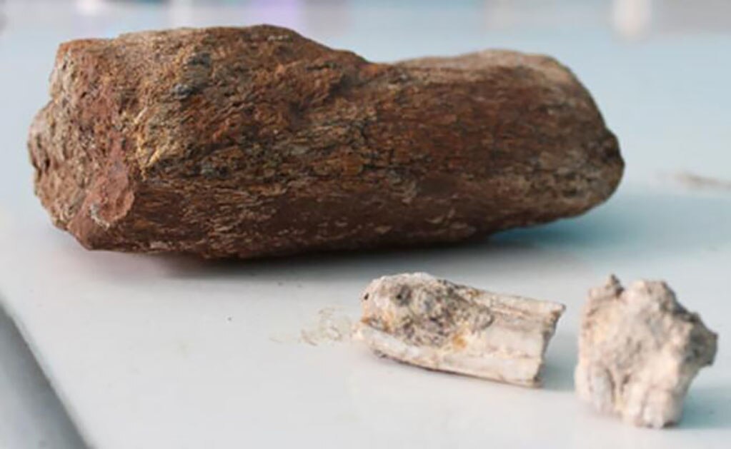 Hallan restos de elefante con más de 10 mil años de antigüedad en Oaxaca