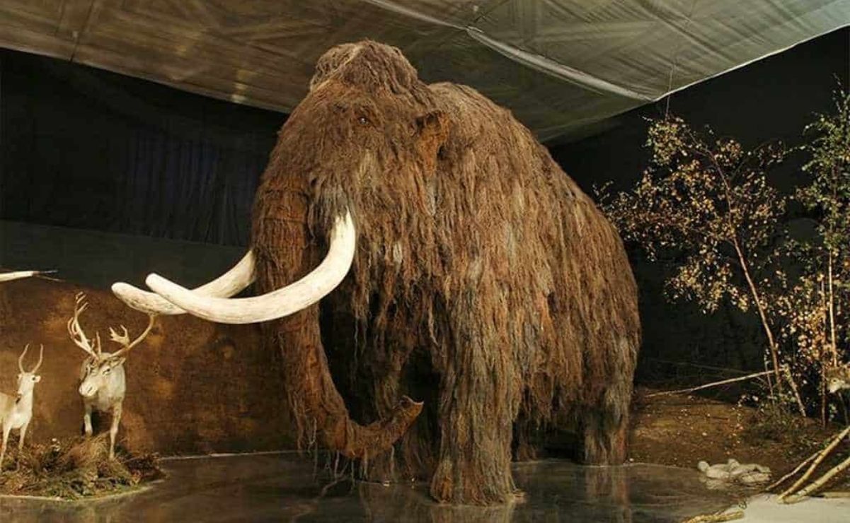 Nuevo Museo del Mamut en SLP, esto es lo que sabemos hasta ahora del recinto