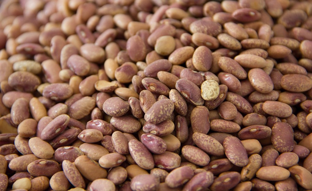 Foto: Gobierno de SLP.